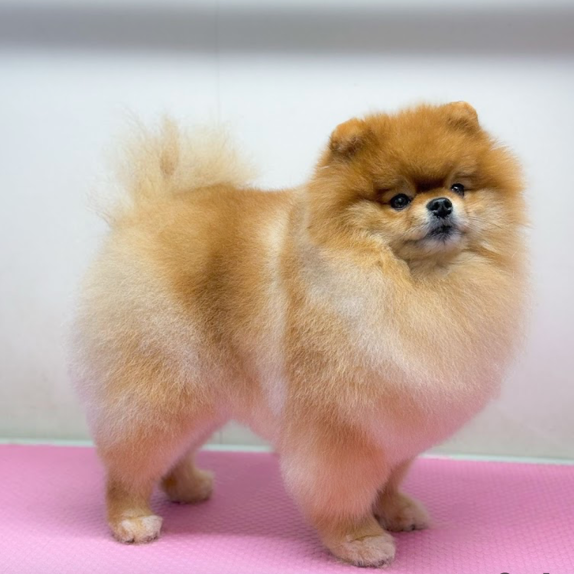 Pomeranian at The Groom Room salon
