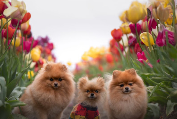 Three Pomeranians among colourful tulips